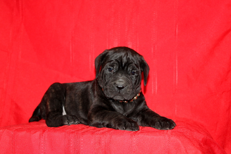 puppy, for, sale, Cane Corso, Matthew B. Stoltzfus, dog, breeder, Gap, PA, dog-breeder, puppy-for-sale, forsale, nearby, find, puppyfind, locator, puppylocator, aca